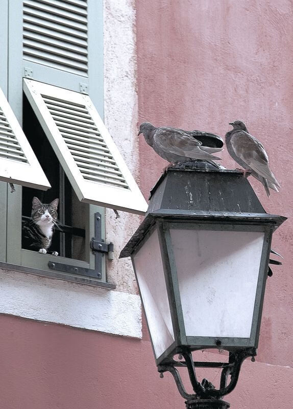 Leyu Sport下载-篮球运动员心理素质训练方法及效果评价，篮球运动员心理训练计划