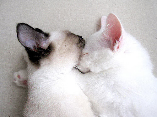 leyu乐鱼官网登录入口-“高新体育中心：沙滩排球赛事燃起热潮，选手拼劲力”