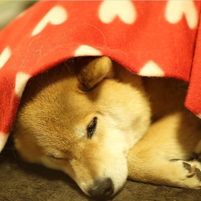 LEYU SPORTS中国官方网站-中国男篮保持高强度训练 保持竞技状态，中国男篮咋样