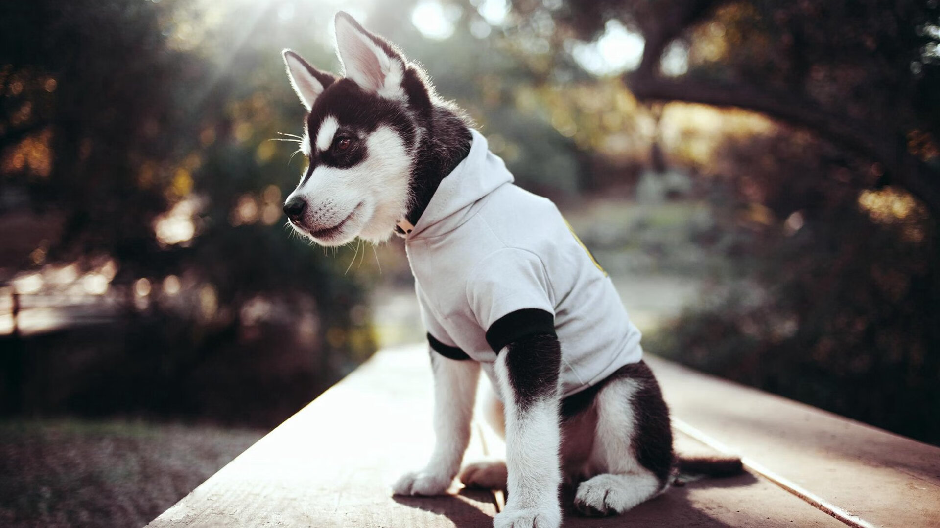 乐鱼电竞在线平台登录入口-新加坡乒乓未来发展：如何借助国际比赛经验提升球员心理素质，新加坡乒乓球实力