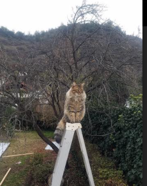 Leyu Sport下载-球员伤病康复体系不完善，运动员损伤康复