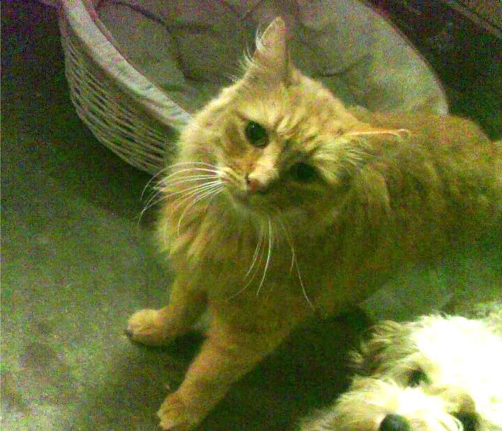 乐鱼vip-田径比赛现场火爆比赛场面跌宕起伏，田径比赛视频播放