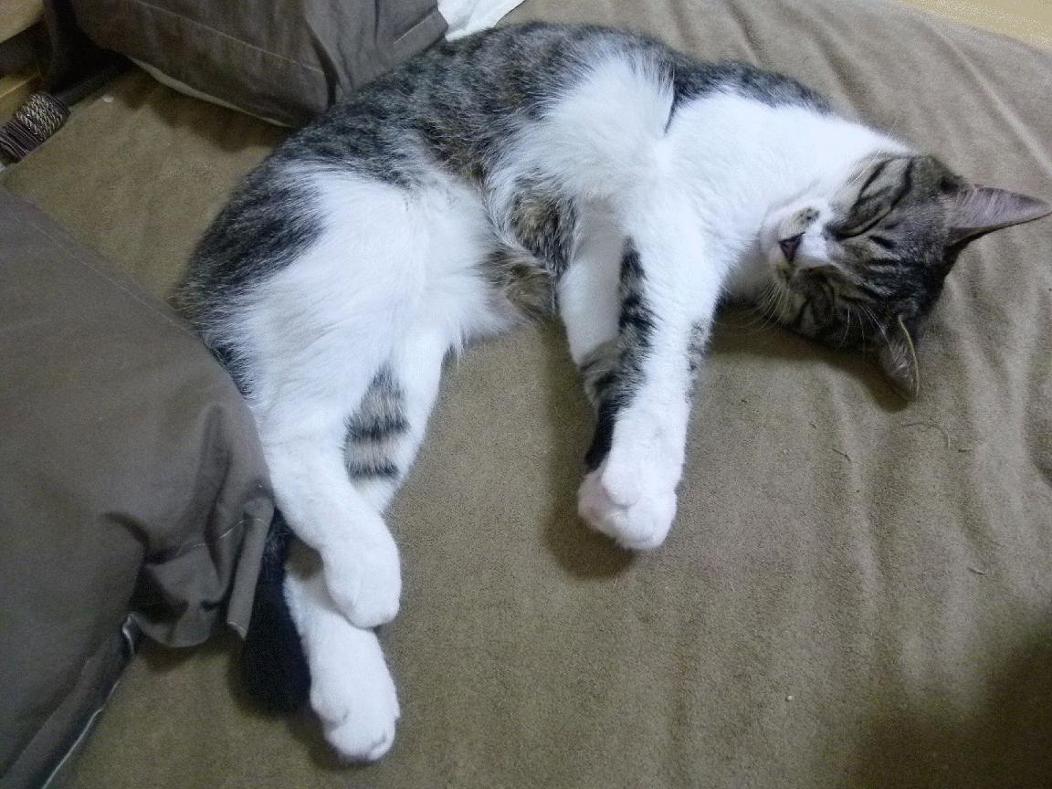 乐鱼体育(中国)官方网站-CBA球队优化替补策略加强整体攻防轮转效率，cba替补队员都有谁