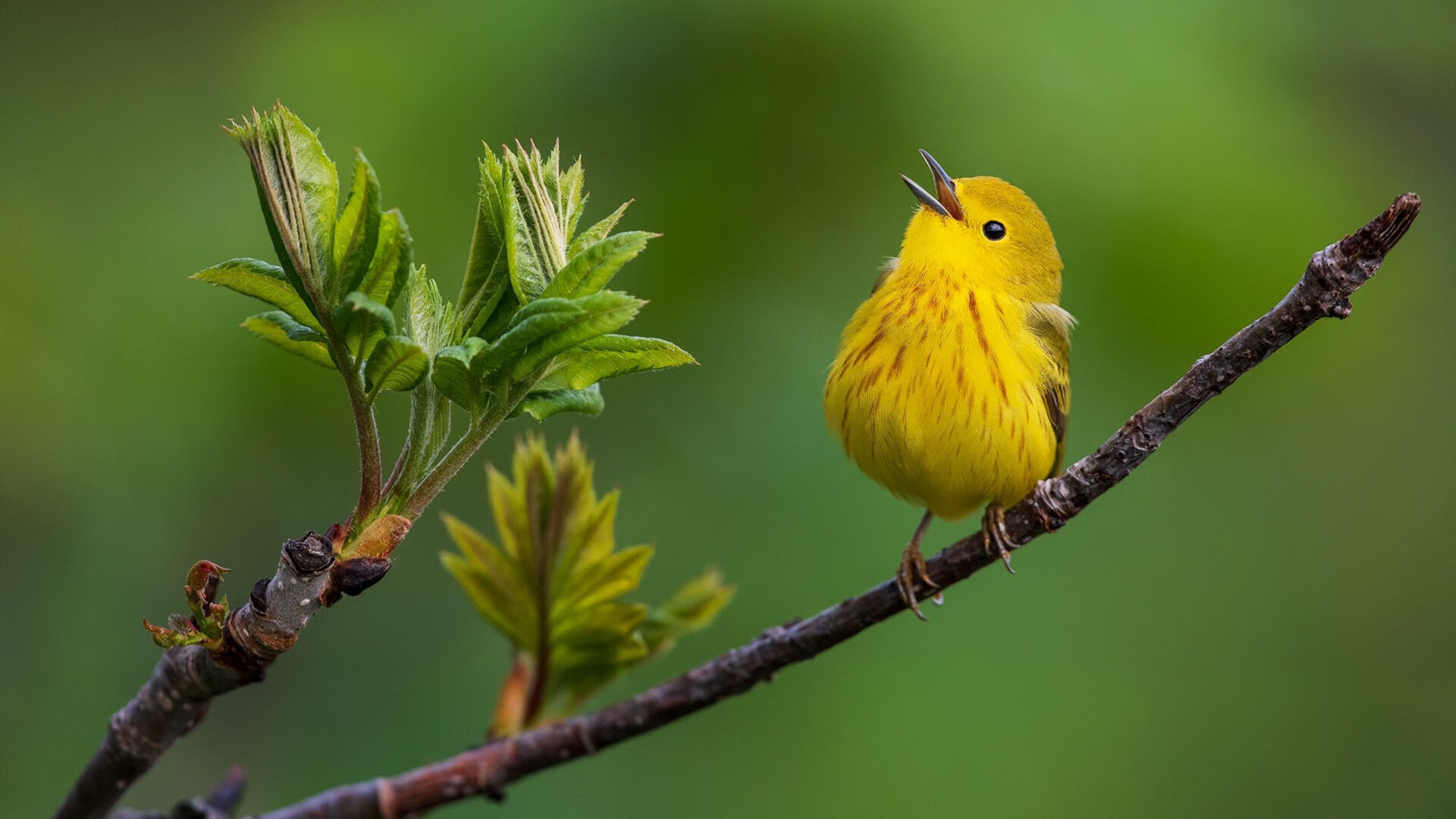 Leyu Sport下载-乔治外线手感回暖关键三分帮助快船反超,快船乔治外号