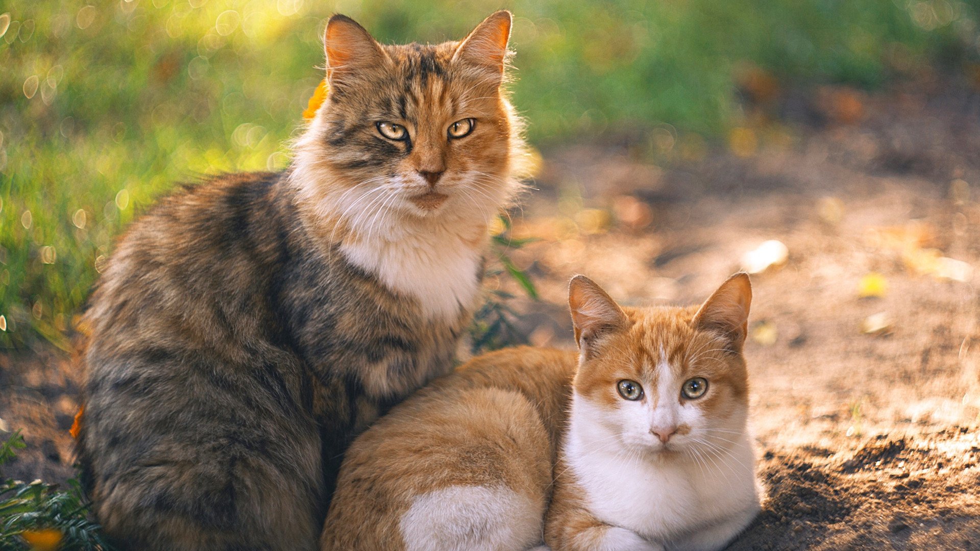 LEYU乐鱼体育官方网站-体育新闻中心发布全国体育法律培训基地申报须知，体育培训监管