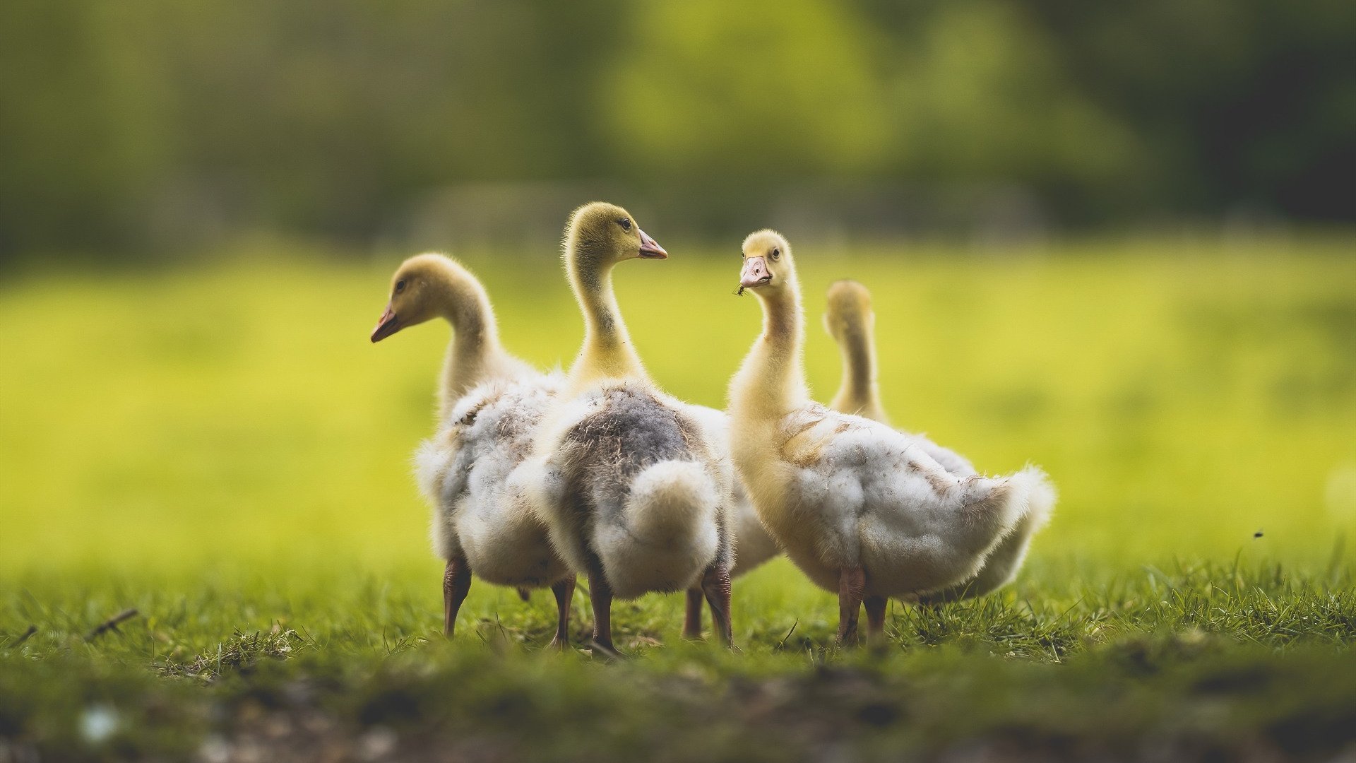 乐鱼体育APP官方下载-法甲未来领导者：年轻球员闪耀绿茵！，法甲各队主帅