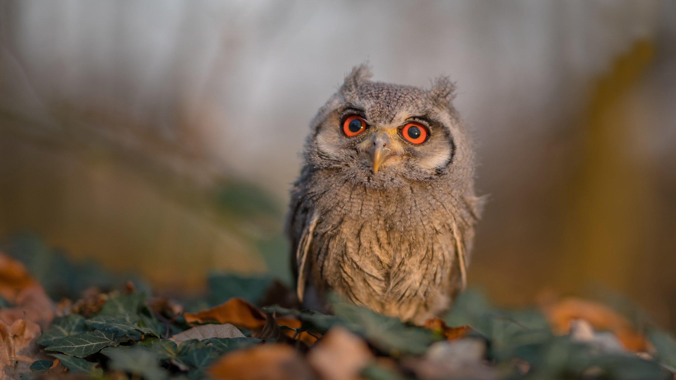 乐鱼体育-热火赛后安排恢复泳池课程降低疲劳感,热火2021休赛期薪资空间